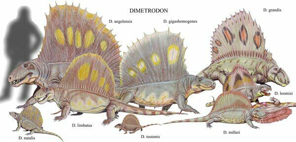 Restoration of various dimetrodon species to scale.  Creative Commons License
